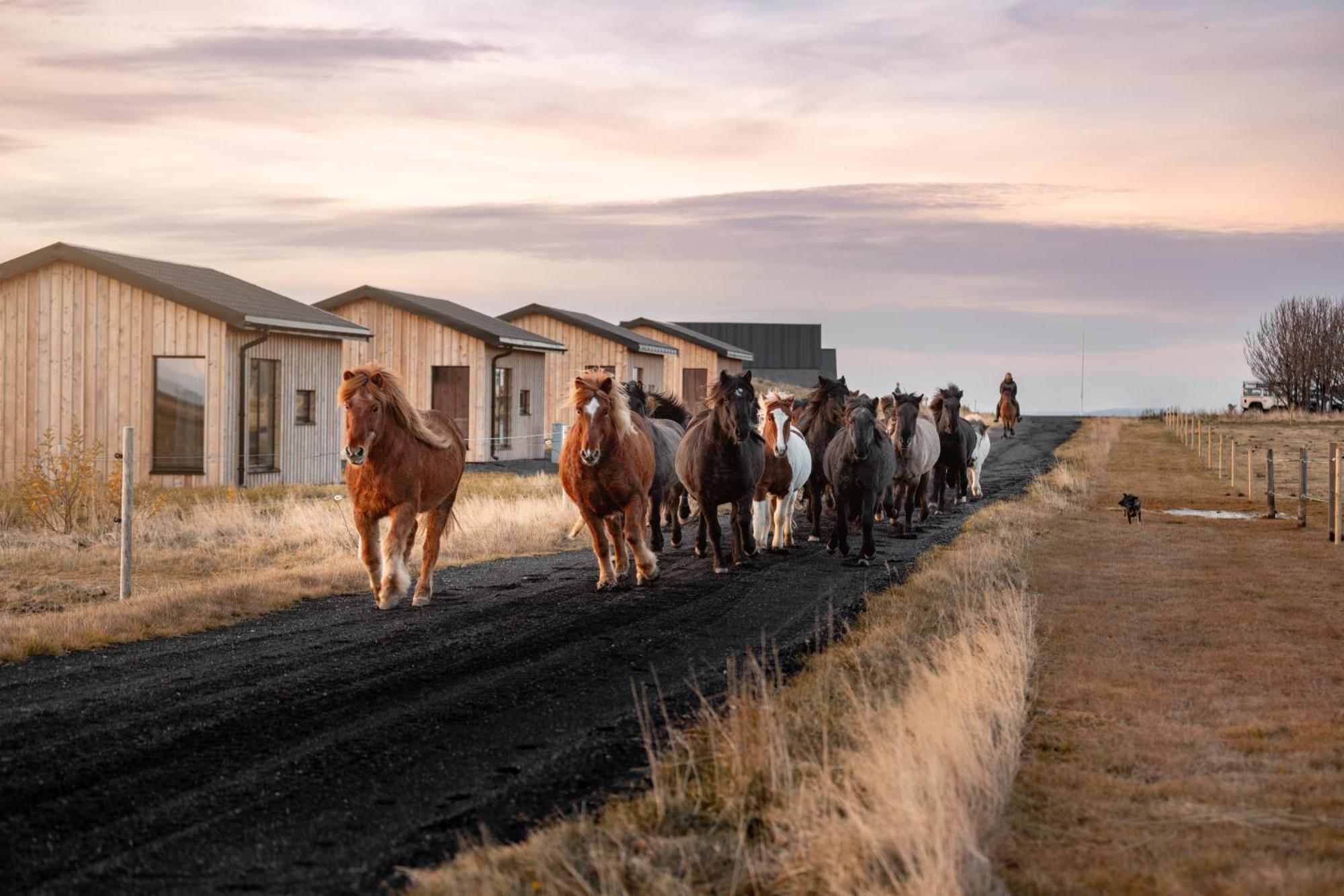 Sleeping With The Horses Daire Hvolsvöllur Dış mekan fotoğraf